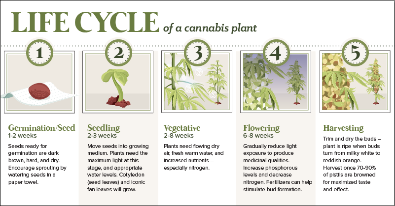 Chart On How To Create Your Own Strain