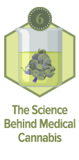 Balancing the Environmental Costs of Growing Cannabis - 93