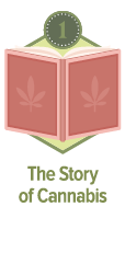 Balancing the Environmental Costs of Growing Cannabis - 77