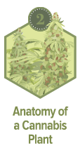 Balancing the Environmental Costs of Growing Cannabis - 25