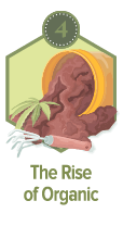 The Anatomy of a Cannabis Plant  and its Lifecycle - 1