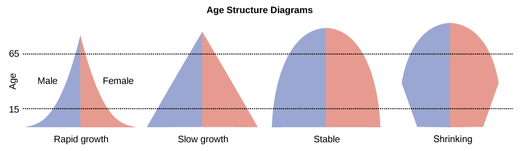 Typical population age structure diagrams