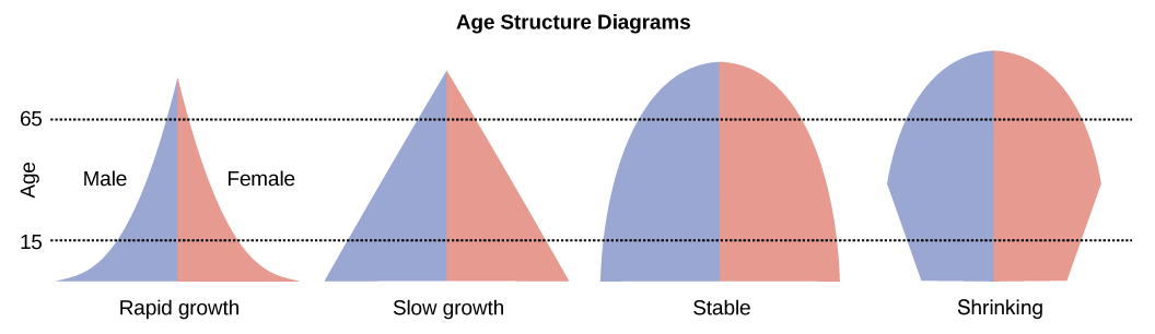 Animation  How the Demographics of China and India are Diverging - 52