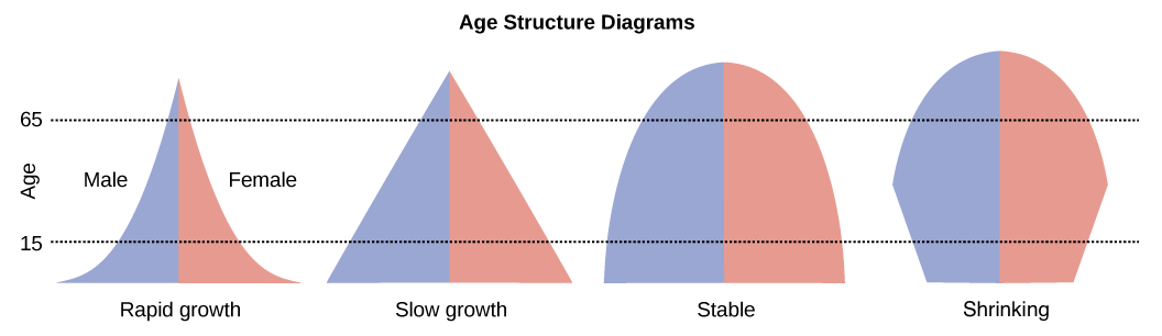 Typical population age structure diagrams