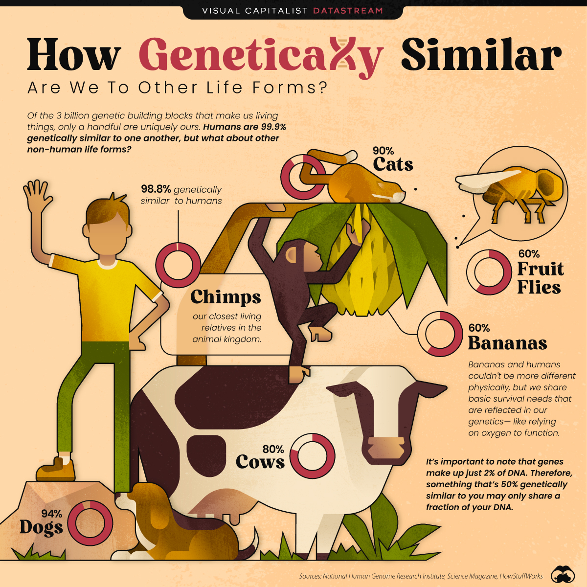 Comparing Genetic Similarities Between Humans and Other Life Forms