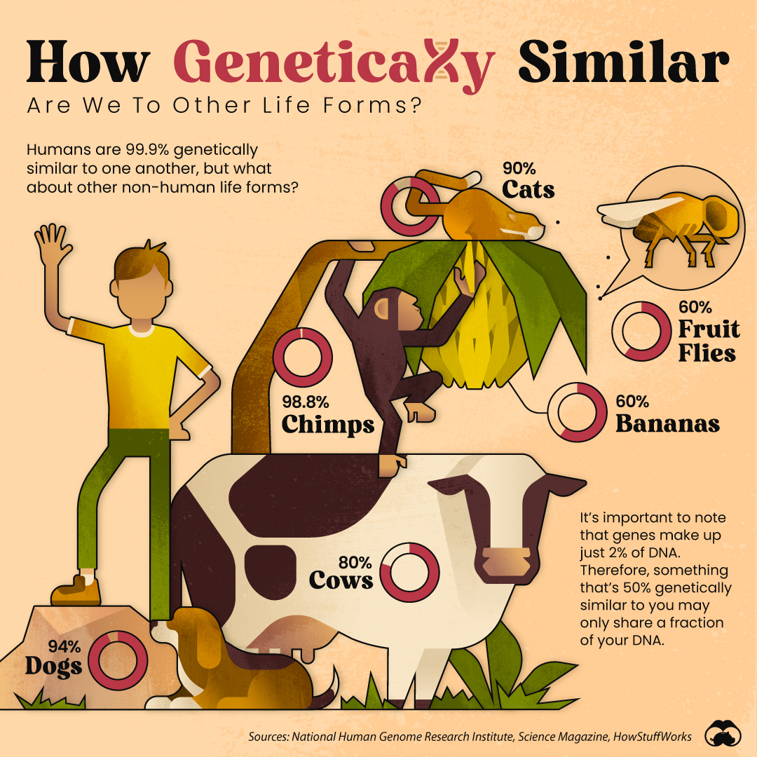 Genetic Makeup Of Humans Vs S Mugeek Vidalondon