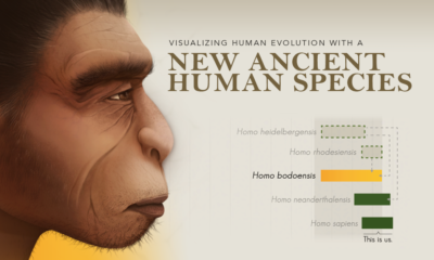 A New Species in Human Evolution
