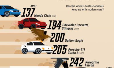 Ranked  The Life Expectancy of Humans and 49 Other Animals - 8