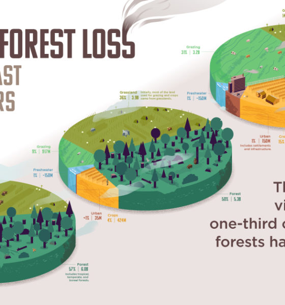 The World’s Loss of Forests Shareable