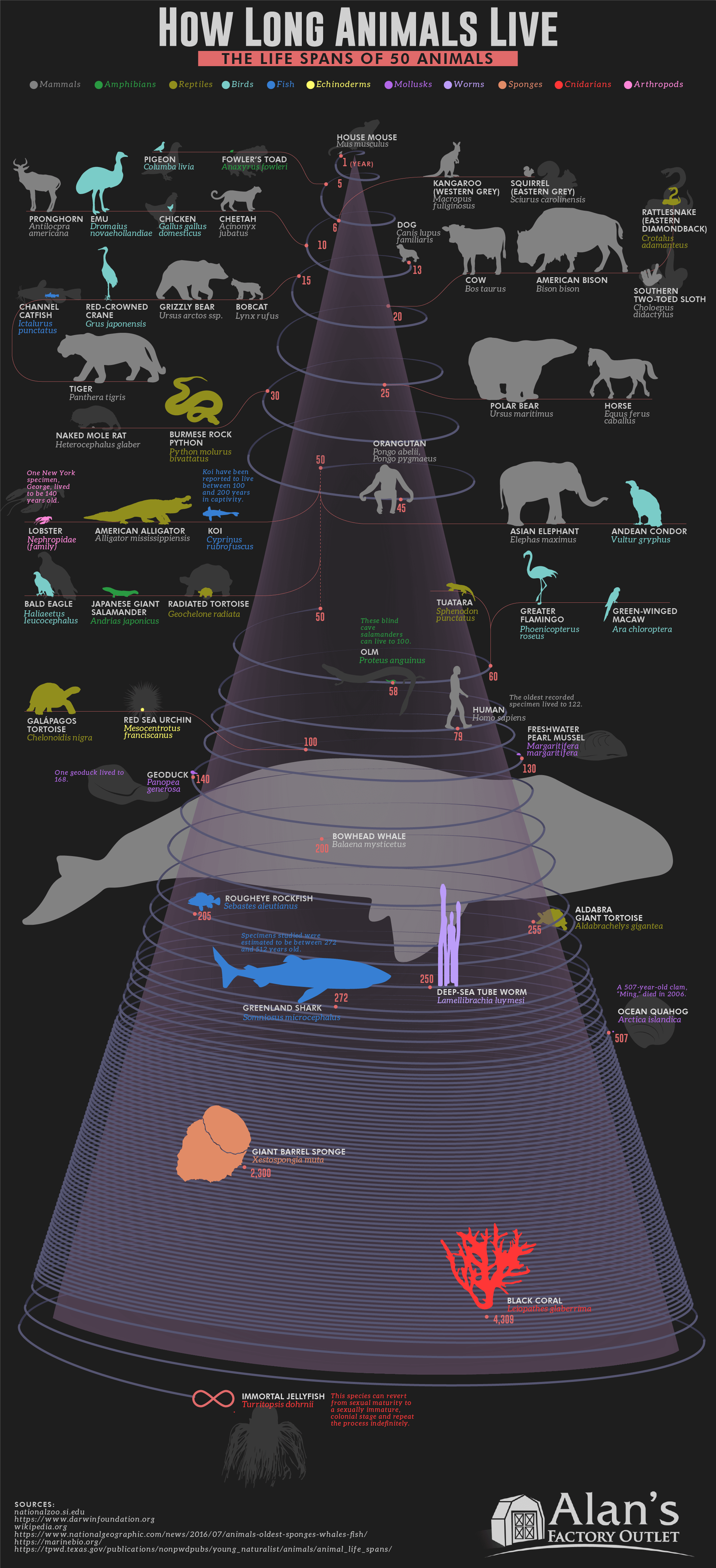 life expectancy of humans compared to animals