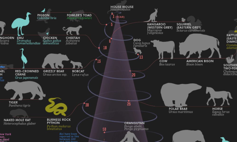 Extinct animals timeline