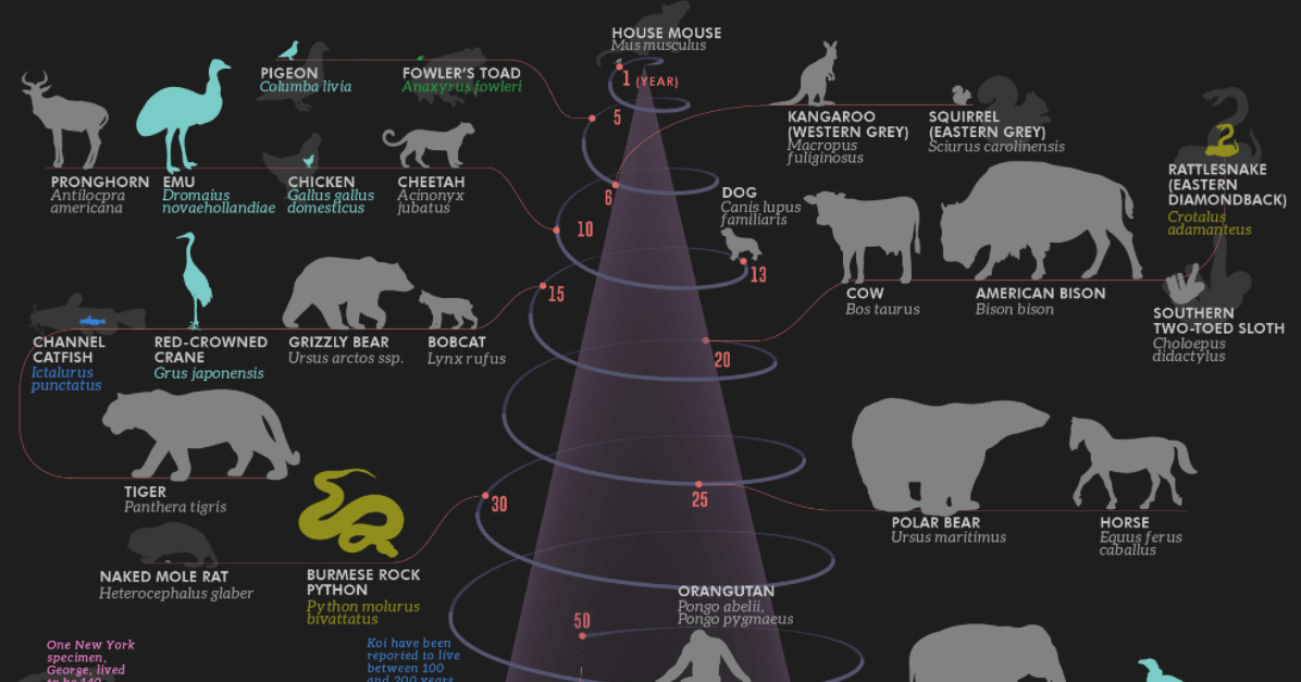 Day 10 of 31 Days of Pet Trivia: What is the lifespan of a typical