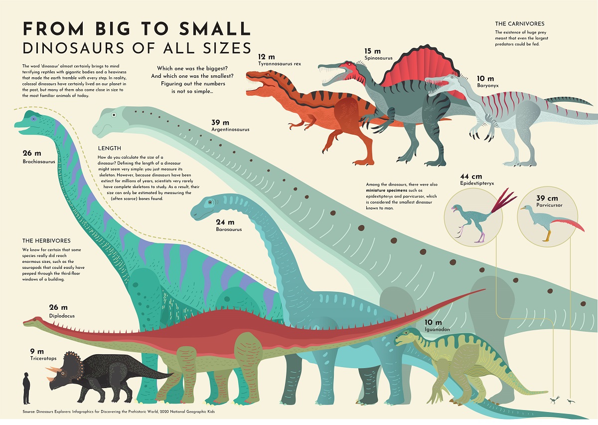 This graphic shows the sizes of the largest and smallest dinosaurs.
