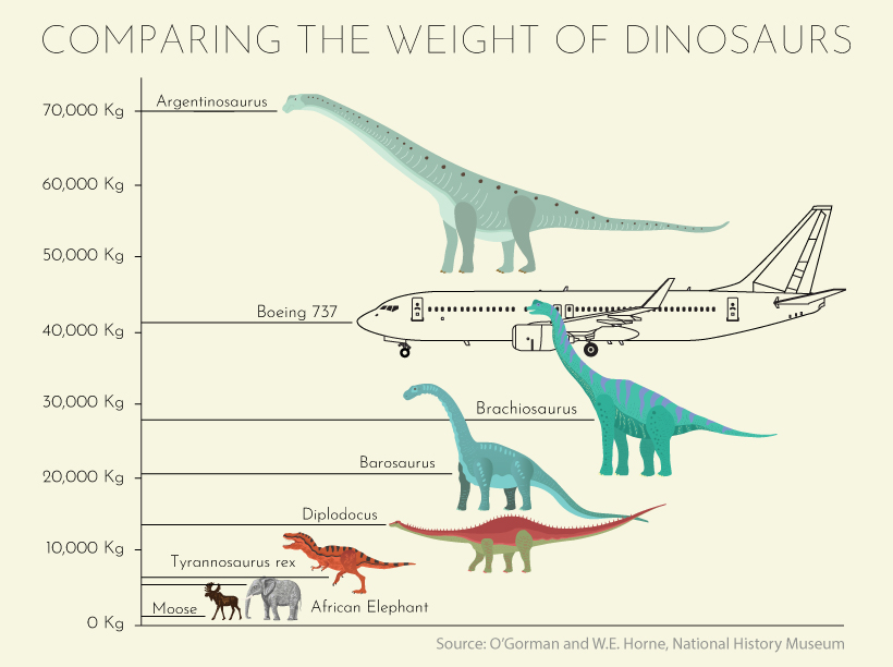 Sizes of Dinosaurs