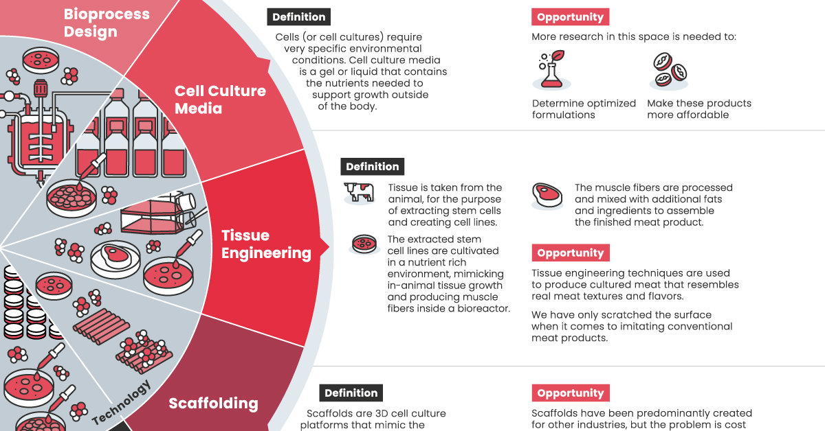 A Visual Guide To The Science Behind Cultured Meat