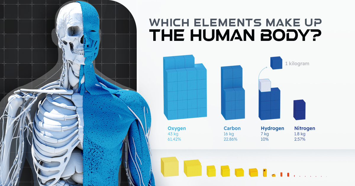 Bones oxygen. Body elements.