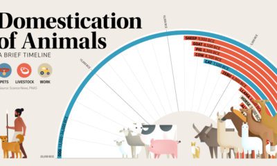 The Shifting Market for Corn in the United States   Visual Capitalist - 92