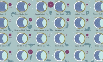 Average sleep times for 40 different animals