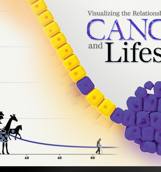 Cancer and lifespan
