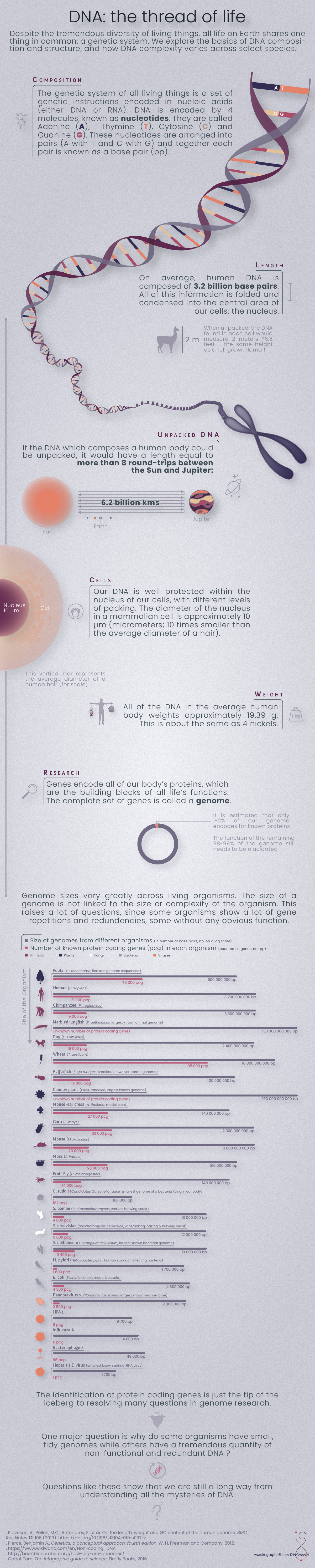 Explainer of DNA and Genetic Systems