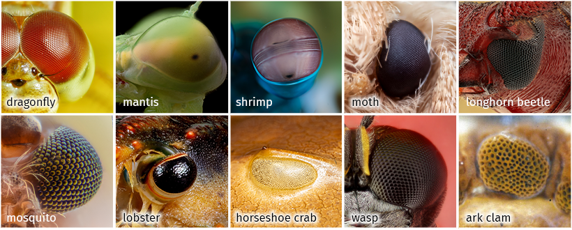A grid of photographs showing examples of compound eyes in the animal world