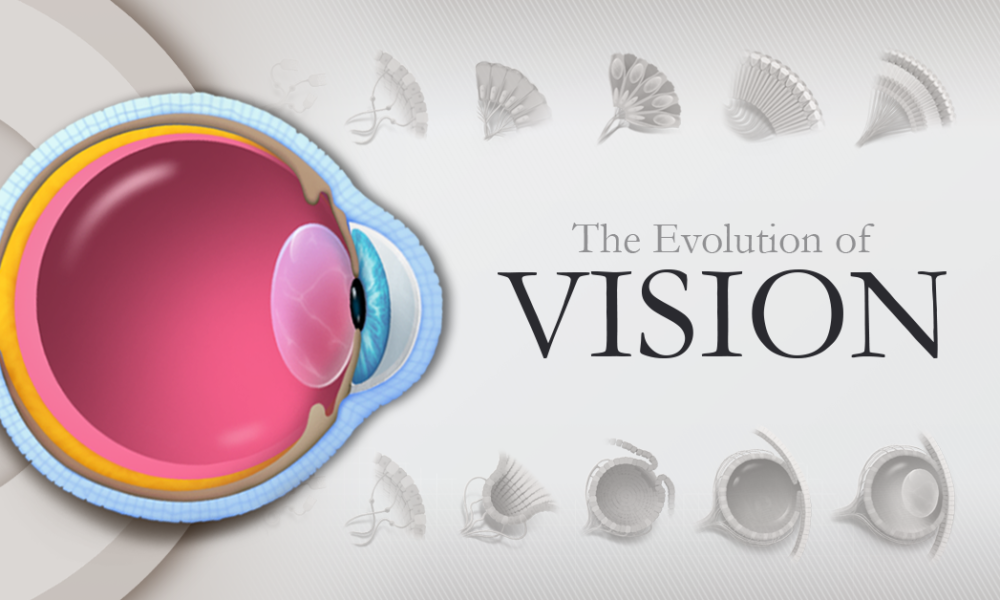 Visualizing the Evolution of Vision and the Eye