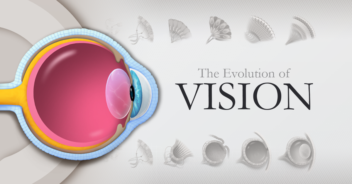 Visualizing the Evolution of Vision and the Eye