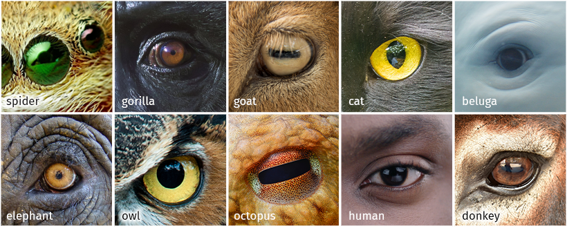 Raster van foto's met voorbeelden van eenvoudige ogen in het dierenrijk