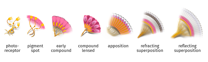 Visualizing the Evolution of Vision and the Eye