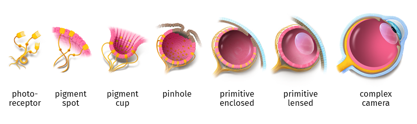 Evolución simple del ojo