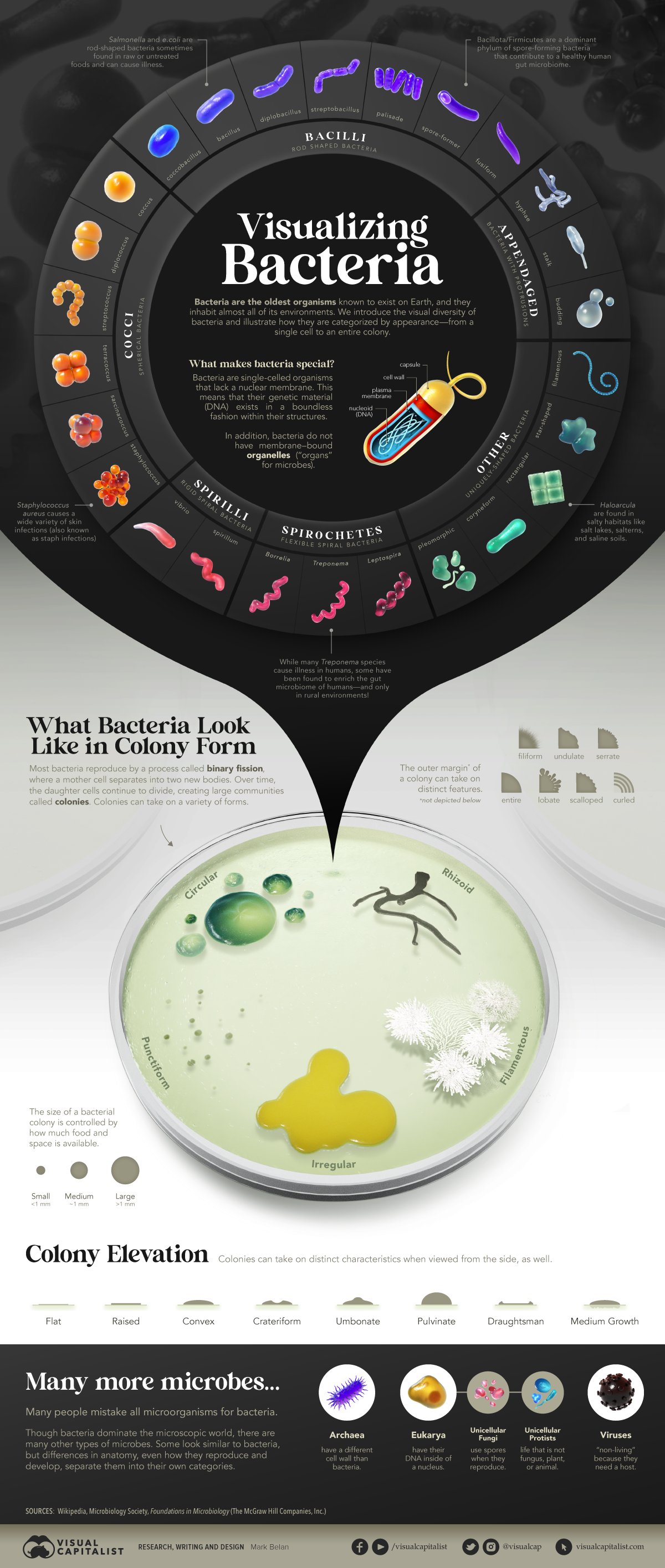 Infographic illustrating the visual diversity of bacteria
