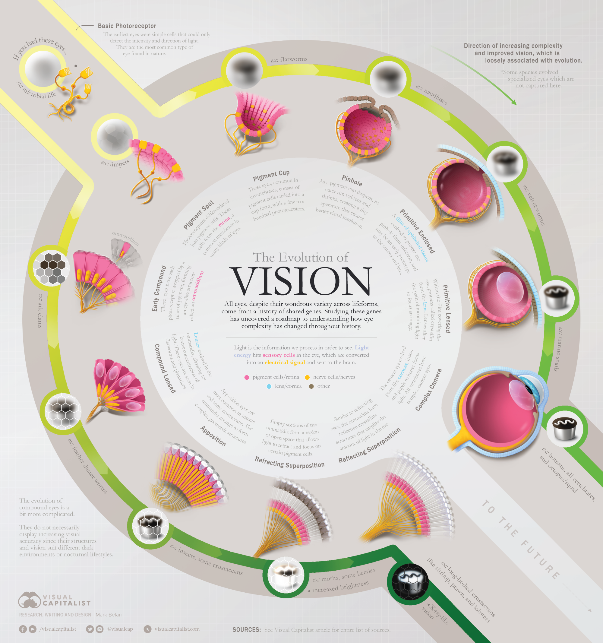 Infographic illustrating the development of the eye