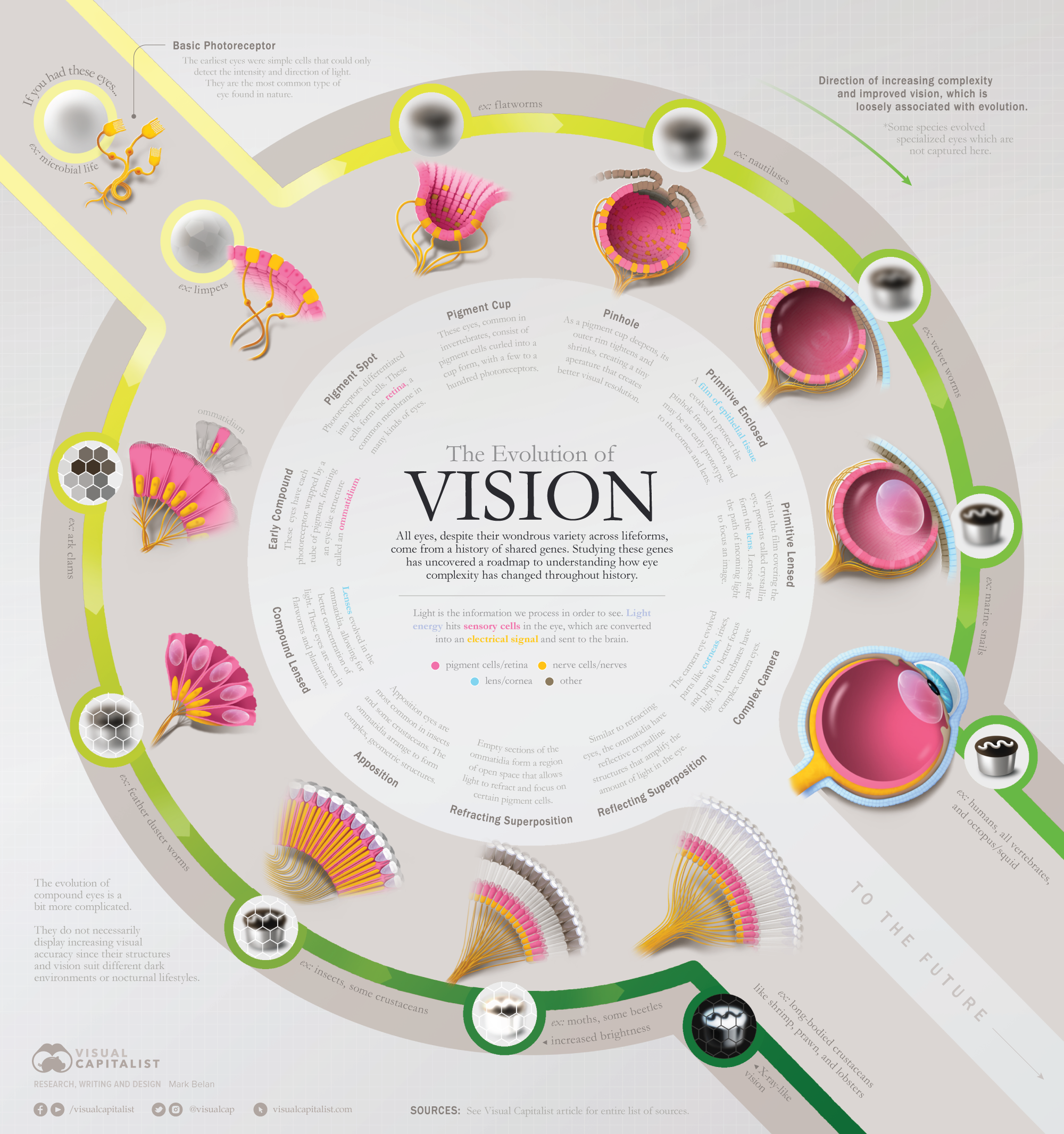 Retina - Definition and Detailed Illustration