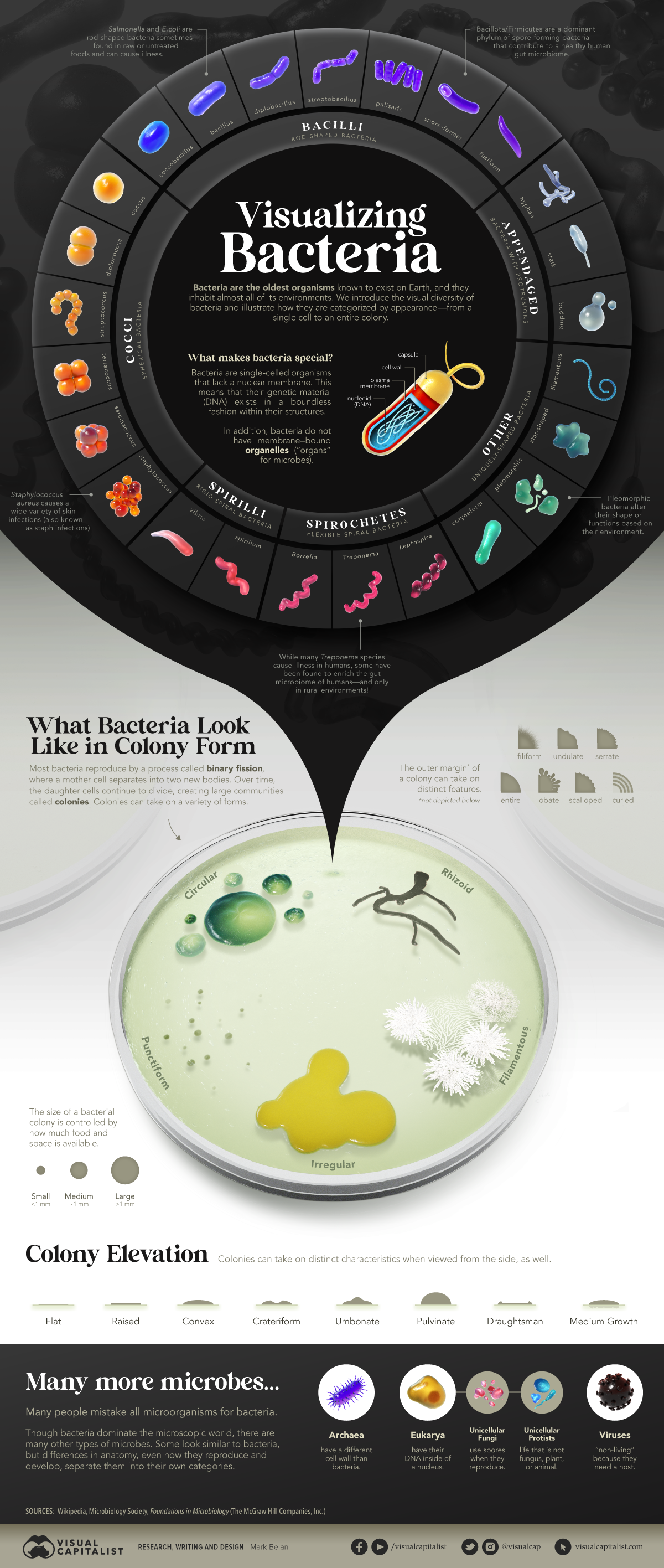Infographic illustrating the visual diversity of bacteria