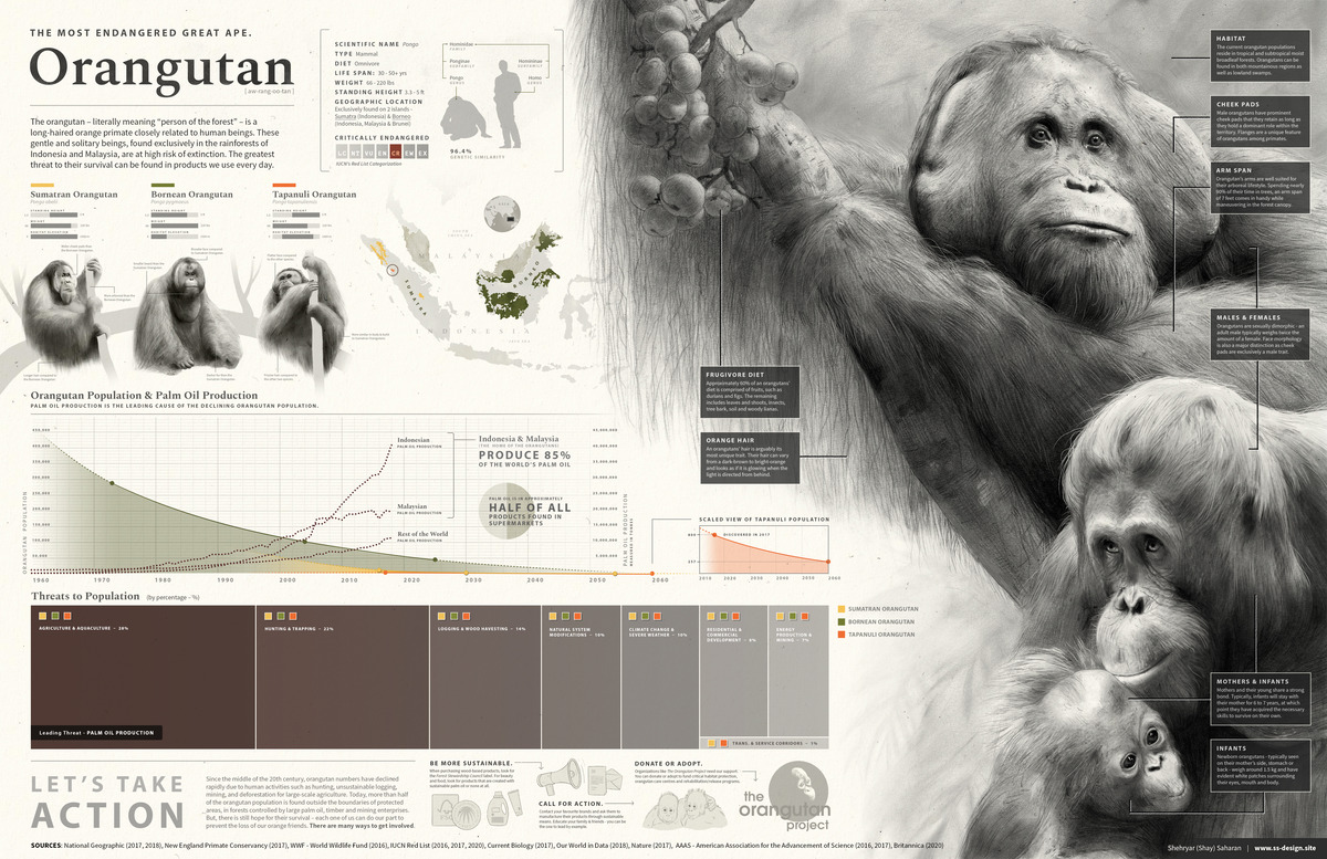 The most endangered great ape: Orangutan