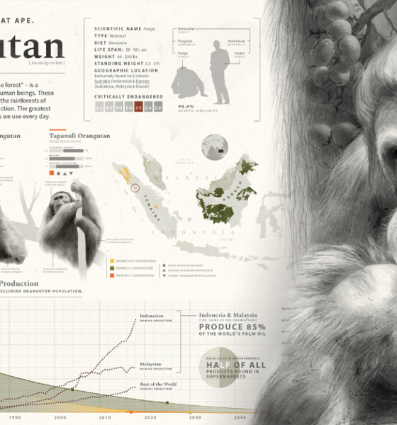 The most endangered great ape: Orangutan