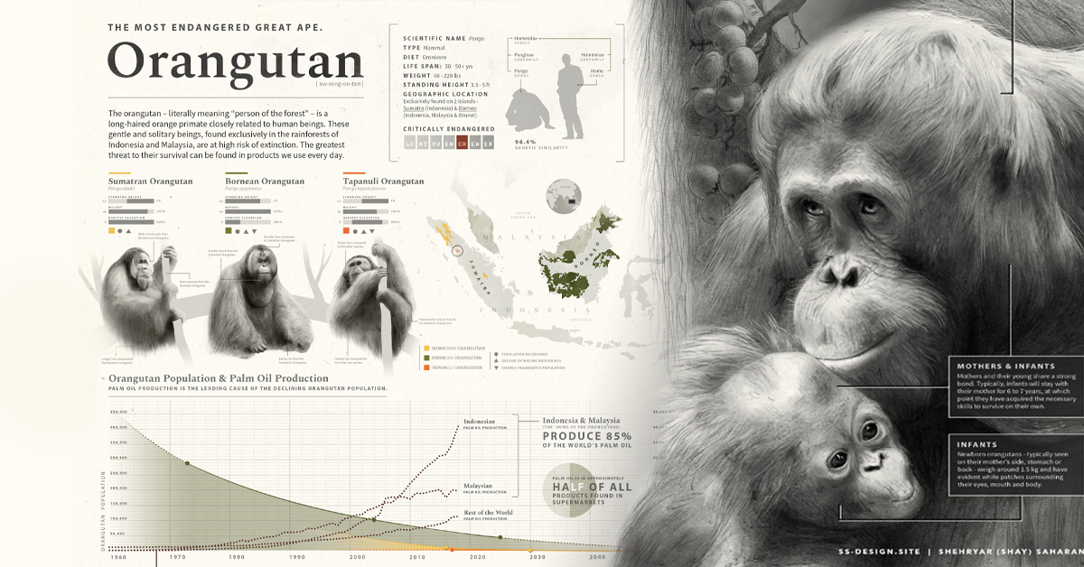 The most endangered great ape: Orangutan