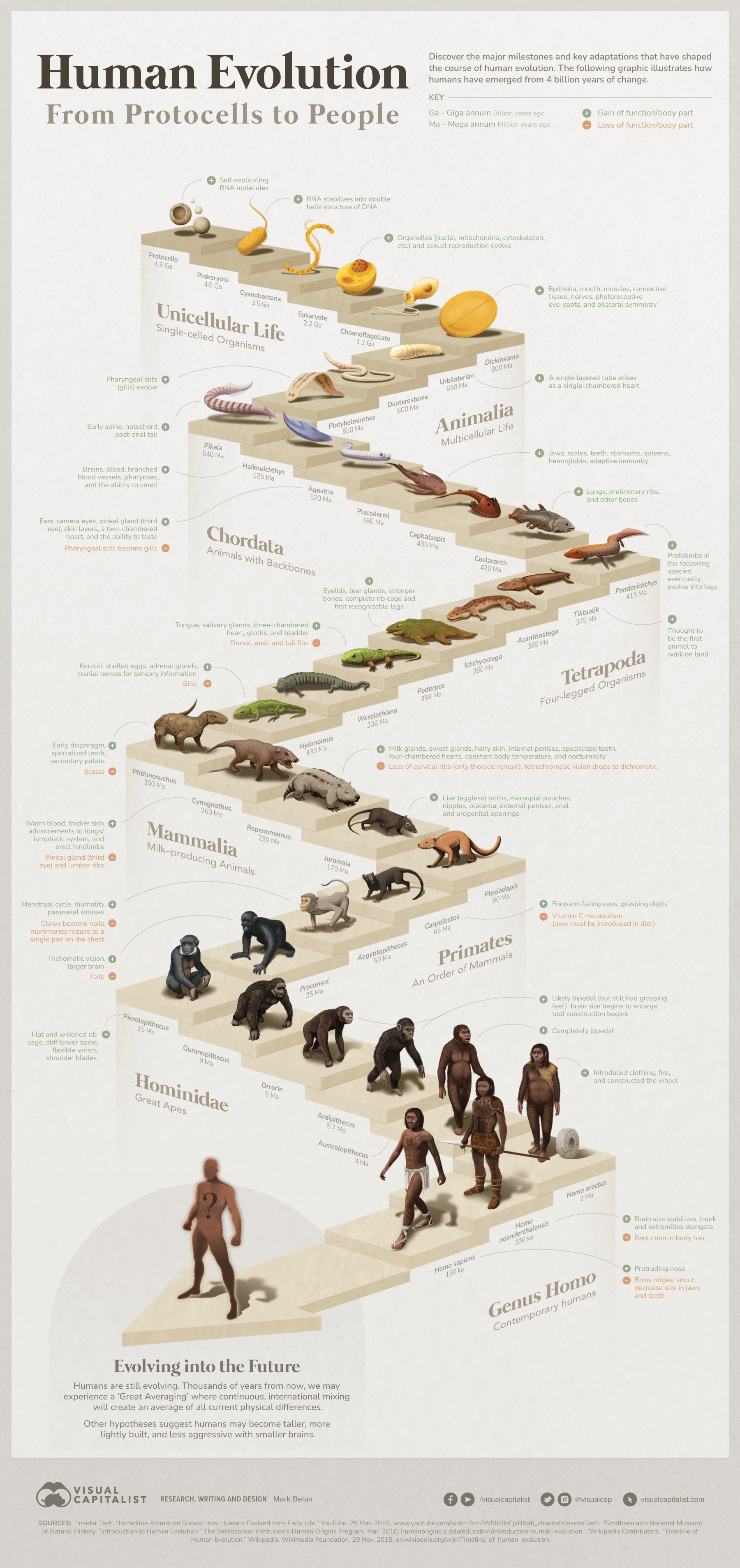 Infographic detailing human evolution from cells to modern sapiens