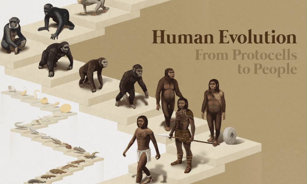 evolution of humans