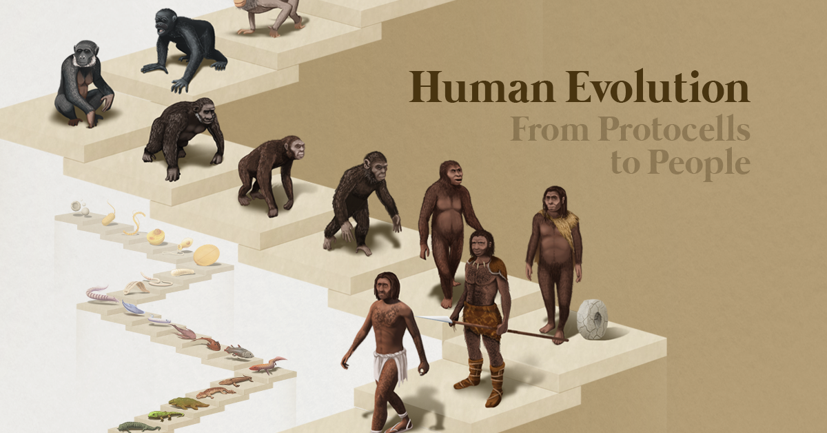 Visualized: The 4 Billion Year Path of Human Evolution