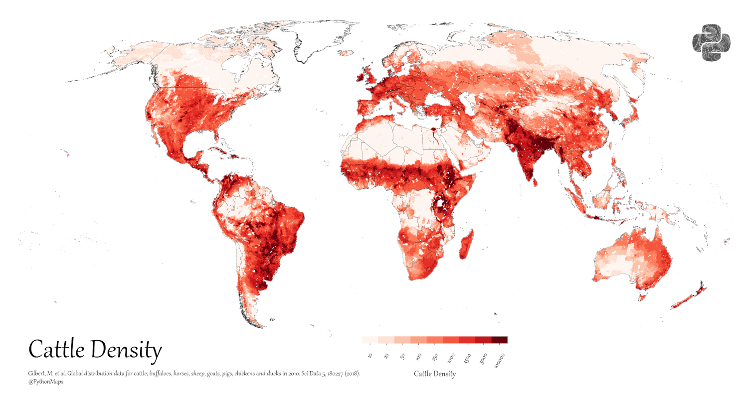 A map of livestock distribution, specifically cattle, in the world.