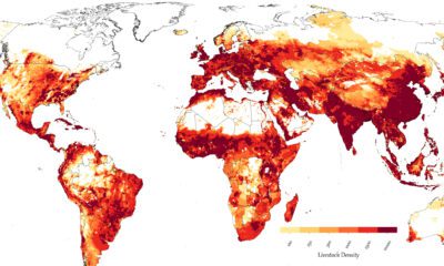 A map of the global distribution of all livestock.