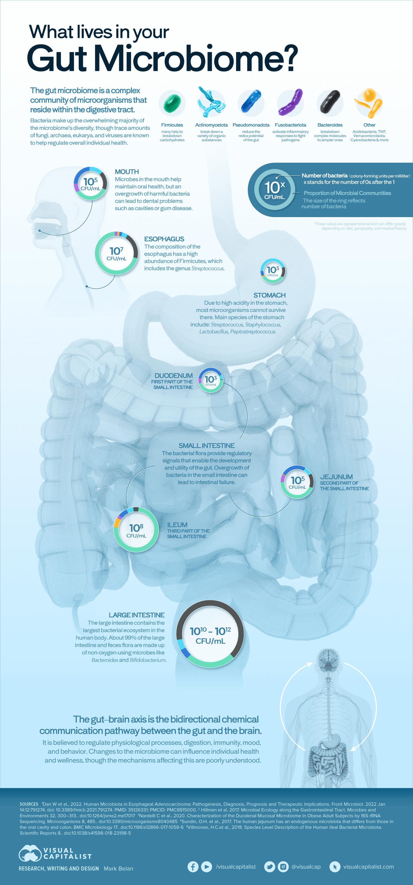 Infographic illustrating the composition and the proportion of bacterial communities in the human gut microbiome