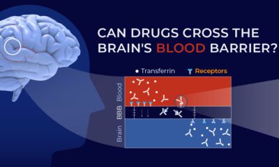 Side profile of a head and brain that zooms in to show transferrin and receptors crossing the blood-brain barrier into the brain.