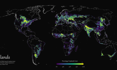 Detailed map of the world’s cropland cover as of 2019.