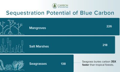 This bar chart shows the carbon sequestration potential of blue carbon