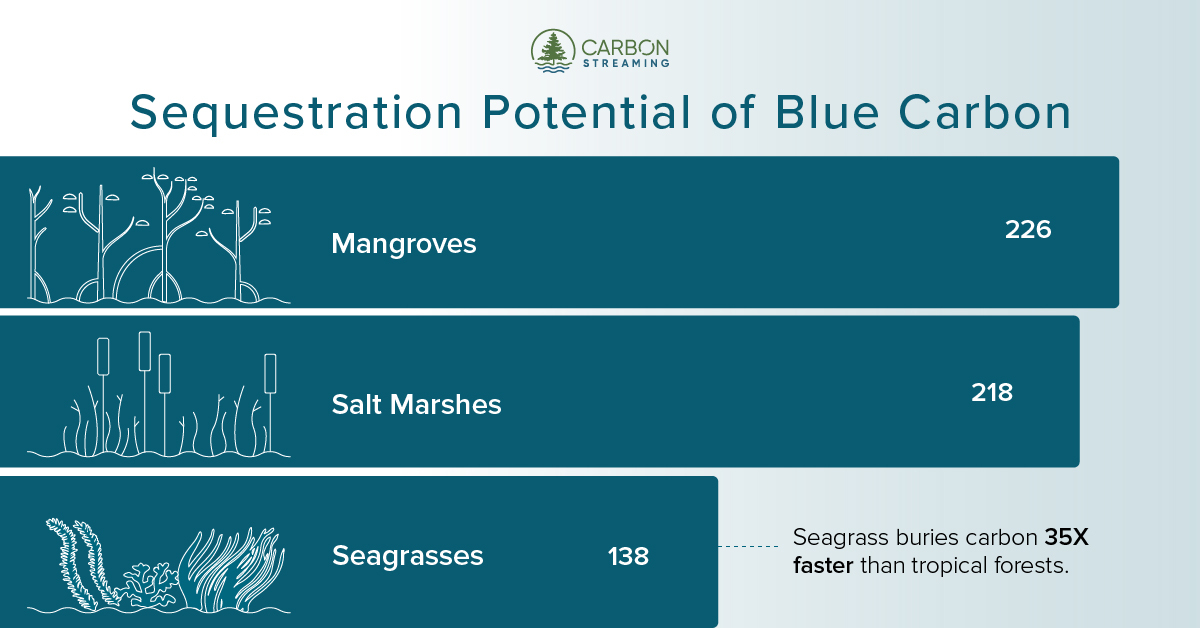 This bar chart shows the carbon sequestration potential of blue carbon