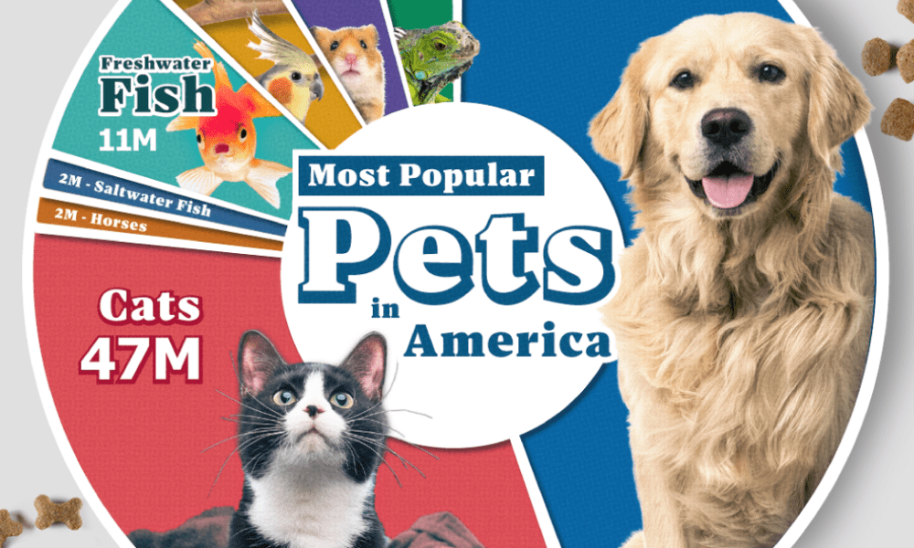 A cropped chart showing the most popular pets in America by the number of households that own the pet.