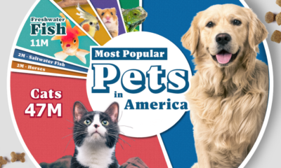A cropped chart showing the most popular pets in America by the number of households that own the pet.