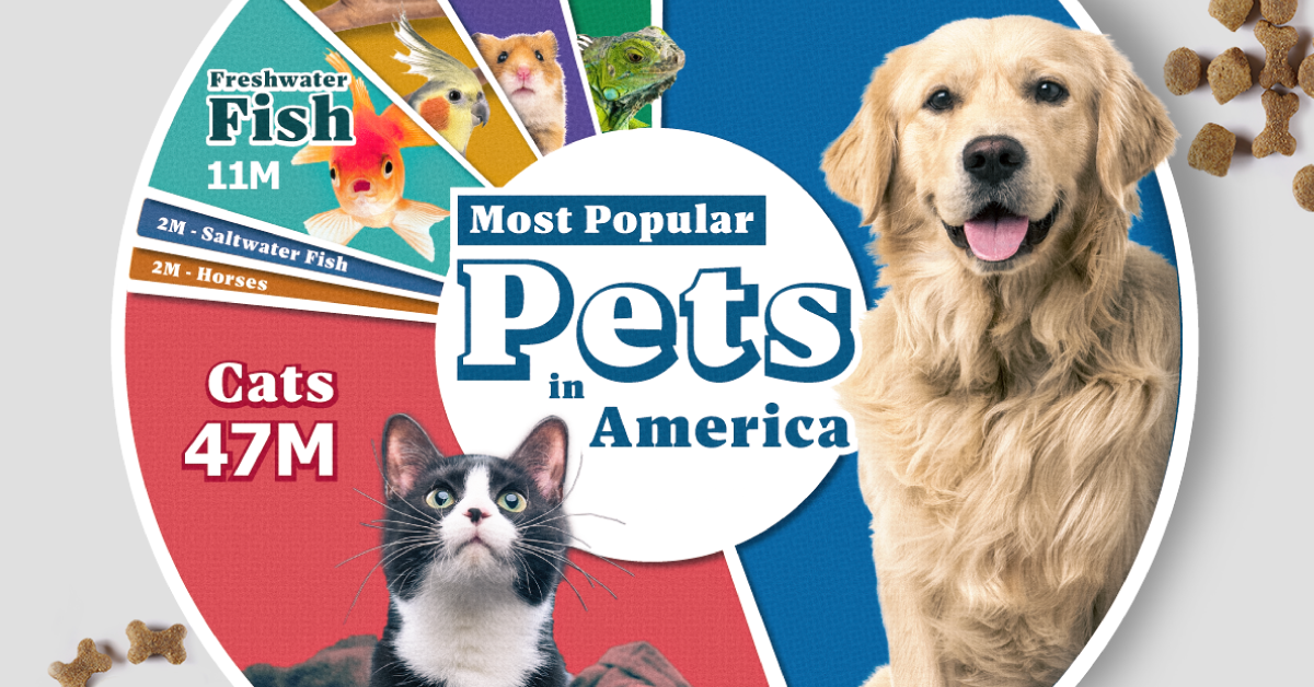 A cropped chart showing the most popular pets in America by the number of households that own the pet.